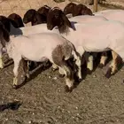 جذعات نعيم كفو شكل واحد