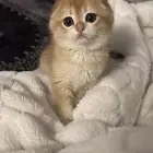 قط سكوتش فولد