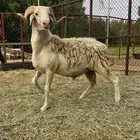 من نوادر الصردي