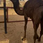 بكره فل شحم ولحم موزعه