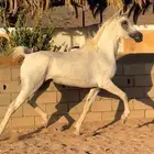 فرس واهو للبيع