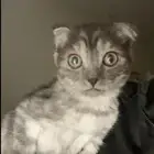 قط سكوتش فولد