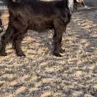 جفره عارضيه (( تم البيع ))