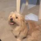 كلب ملتيز بيور مشاءلله