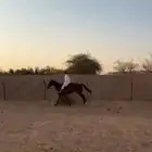 حصان انقليزي