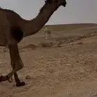 قعود اصفر كفو جميع الشروط وأطيب من التصوير فحل وسره ملكيه