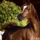 مربط المهرة لايواء وتدريب الخيل