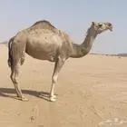 لقحه كفووو طيبه لها 7شهور في القاح