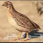 للبيع سمان فري منتج وعمر شهر وعمر اسبوع