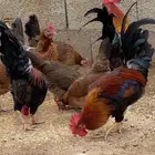 بيض دجاج عربي مخصب