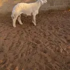 طليان فاخرة