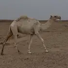 قعود رماني حق