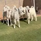جفار مصريات بيض فاااخره