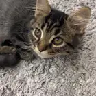 قط شرازي ذكر