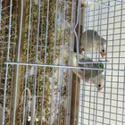 طيور الجاوى