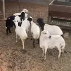 للبيع غنم رفيد