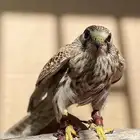 للبيع صقر باشق