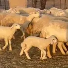 متابيع 28 تحتها 28