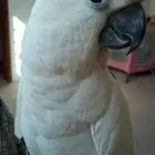 كوكاتو صنف نادر