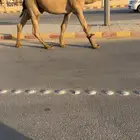 بعير اشعل كرعاني