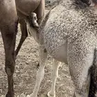 بكرتين للبيع على حليب امهاتها شي كفو