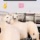 حريات مع الذبح والتغليف والتوصيل