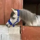 مهر واهو ورق