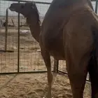 ناقه حمرا ساحلية لقحه ) تم البيع