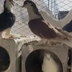 حمام زينة للبيع منتج