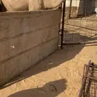للبيع الشقحا القحه