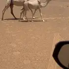 ابل