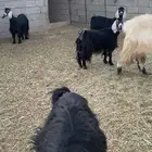 للبيع معزا ولد