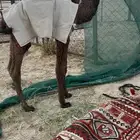 قعود ضيار اصفر