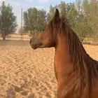 حصان واهو