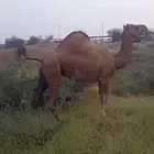 ناقة ساحلية