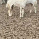 رخال صنف العدد 95