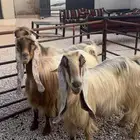 معزاء عوارض صفر خصم الخصم