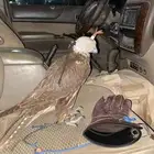 الي عنده طير لبيع