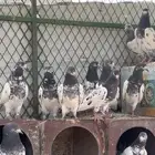 حمام