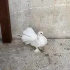 انثي كرانقو