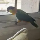 كايك بلاك هد