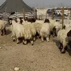 خرفان نعيم 6-7 شهور