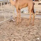 للبيع فطيمه نوعيه فاخره