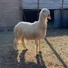 خروف نجدي مشروع فحل