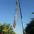 نخيل واشنطن زينة أمريكي متوفر جميع المقاسات والكميات