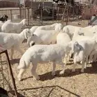 خرفان
