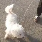 كلبة للبيع او البدل