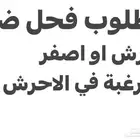 مطلوب فحل ضان كفو احرش ولا اصفر تواصل رقم