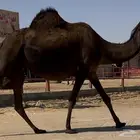 مجهم للبيع متالي طيبه جدا وسلم العذاريب