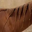 تسريح شعر خيل